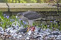 97 Eurasian sparrowhawk (Accipiter nisus nisus) male uploaded by Charlesjsharp, nominated by Charlesjsharp,  17,  1,  0