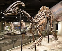 Parasaurolophus FMNH Parasaurolophus fossil.jpg