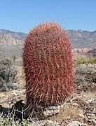 Ferocactus cylindraceus