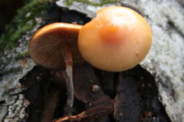 Eglinė kūgiabudė (Galerina marginata)