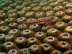 Diploastrea heliopora.