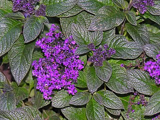 <i>Heliotropium</i> Genus of flowering plants in the borage family Boraginaceae