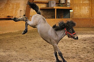 <span class="mw-page-title-main">Weanling</span> Young animal just weaned from its mother