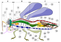Image 7 Insect morphology Legend of body parts Tagmata: A – Head, B – Thorax, C – Abdomen. antenna ocelli (lower) ocelli (upper) compound eye brain (cerebral ganglia) prothorax dorsal blood vessel tracheal tubes (trunk with spiracle) mesothorax metathorax forewing hindwing mid-gut (stomach) dorsal tube (heart) ovary hind-gut (intestine, rectum & anus) anus oviduct nerve cord (abdominal ganglia) Malpighian tubes tarsal pads claws tarsus tibia femur trochanter fore-gut (crop, gizzard) thoracic ganglion coxa salivary gland subesophageal ganglion mouthparts (from Insect morphology)