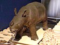 Javan Rhino juvenile.