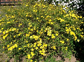 Kerria japonica