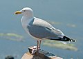 Larus Argentatus (K)