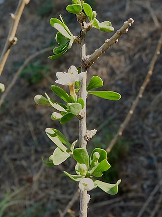 <i>Lycium europaeum</i> Species of plant in the genus Lycium