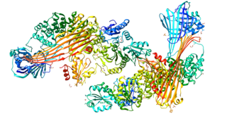 <span class="mw-page-title-main">Microsomal triglyceride transfer protein</span> Large subunit of microsomal triglyceride transfer protein