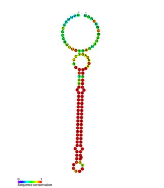 mir-143 RNA molecule