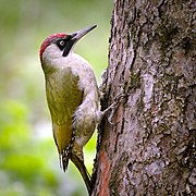 Oiseau vert et blanc vu de profil, accroché à l'écorce d'un tronc d'arbre.