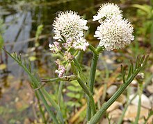 Tubular water-dropwort inflorescence, showing the lack of bracts, the stalks (rays) of the umbels, and the narrow segments of the upper leaves Oenanthe fistulosa rays.jpg