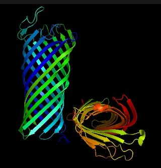 <span class="mw-page-title-main">OmpT</span> Bacterial protein