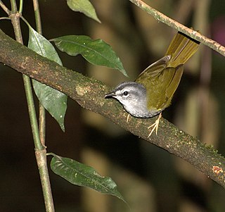 White-rimmed warbler Species of bird