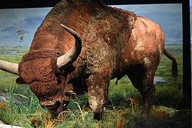 Parc de la préhistoire - Bison des steppes 03.jpg