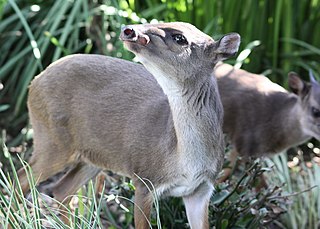 Blue duiker Species of mammal