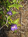 Mount Iide, Fukushima pref., Japan