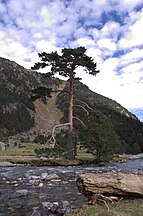 Pyrenees