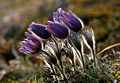 Pulsatilla vulgaris