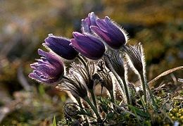 Paprastoji šilagėlė (Pulsatilla vulgaris)