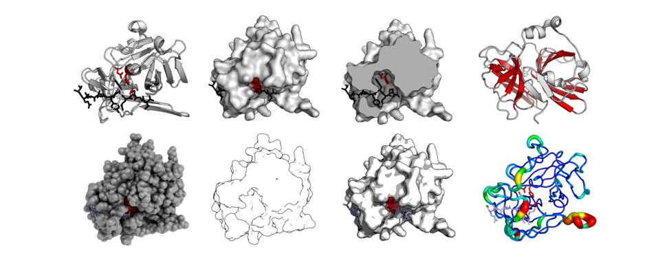 Pymol 8 view.png