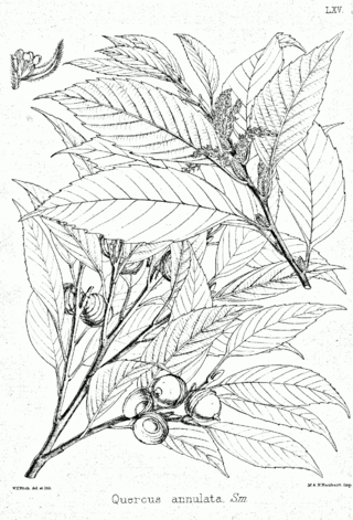 <i>Quercus glauca</i> Species of oak tree