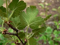 Ribes viscosissimum