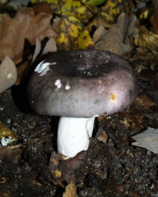 Melsvažalė ūmėdė (Russula cyanoxantha)