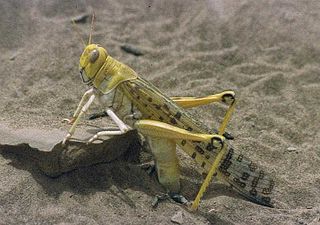 <span class="mw-page-title-main">Desert locust</span> Species of grasshopper