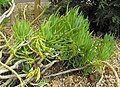 Senecio mandraliscae