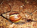 Siput babi di Parit Sulong, Johor, Malaysia.