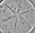 Snowflake captured by a microscope
