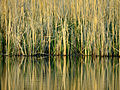 Reedbed of Phragmites australis and Carex acutiformis