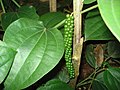 Pepper in Kerala, India