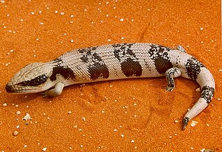 <span class="mw-page-title-main">Western blue-tongued lizard</span> Species of lizard