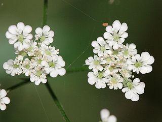 <i>Torilis japonica</i> Species of flowering plant