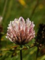 Trifolium pratense ssp. nivale Saas Fee, Switzerland