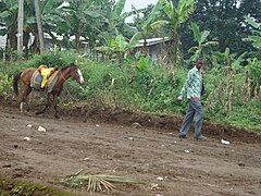 Un Bororo et son cheval à Bouroukou