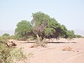 Celtis tala? Bestätigung der Angabe durch Tour-Leitung wäre nett :)