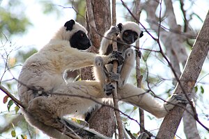 Von der Deckens sifaka (Propithecus deckenii)