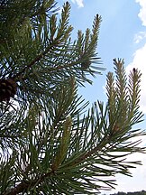 Foliage and cones, Deutschland