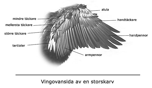 Vingovansida