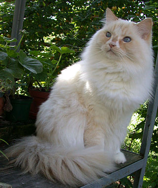 <span class="mw-page-title-main">Ragamuffin cat</span> Breed of cat