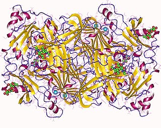 <span class="mw-page-title-main">Diamine oxidase</span> Enzyme