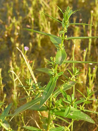 <i>Ammannia multiflora</i> Species of flowering plant