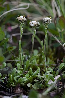 <i>Antennaria monocephala</i> Species of flowering plant