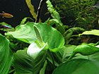 Anubias barteri