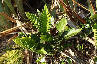 <i>Asplenium obtusatum</i> Species of fern