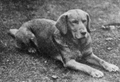 Ben of Hyde (b.1899), the first registered yellow labrador in the world. (Notice the darker shade of 'yellow' compared to today.)