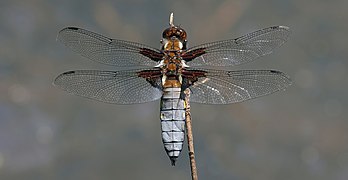 Broad-bodied chaser (Libellula depressa) male dorsal side